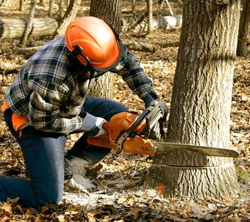 Tree Removal in Braham, MN